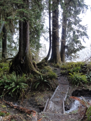 Great trail. Mick Dodge lives out in the rain forest somewhere around here. I was really hoping to find him!