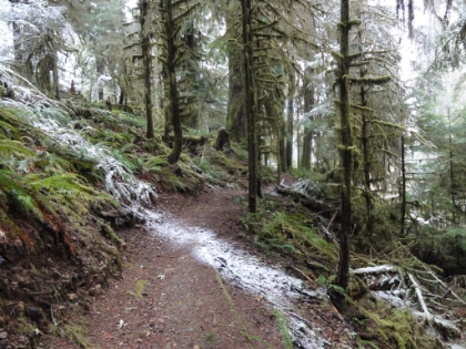 A perfect stripe of snow falling through an opening in the tree canopy above.