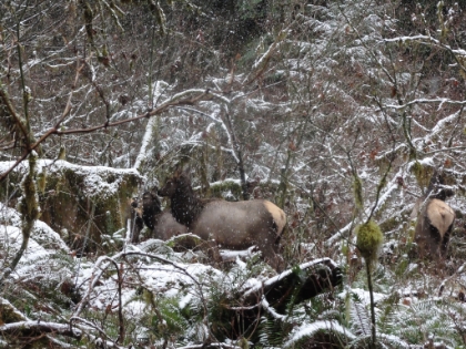 Evidently, it's against the law to get within 100ft of Elk in the National Park for safety reasons, but they were pretty mellow.