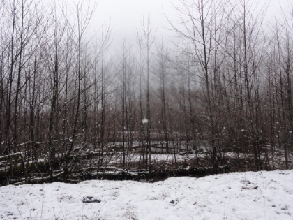 Areas without the tree canopy are covered in snow and look like a winter wonderland.