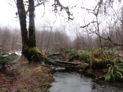 Olympic National Park