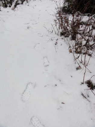 The snow is getting pretty thick in places. I'm glad I have the heavy tread of my Salomon Fellraisers.