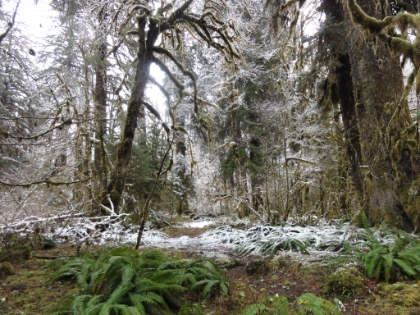 It was rather surreal seeing the look of tropical green rain forest alternating with white flocked forest trees.