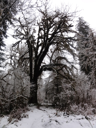 Completely snow covered in places. The trail was starting to get hard to follow in spots, the snow was getting heavier, and it was really cold. Thanks to the snow, I had only seen one human so far. I hit my turnaround point around 7 miles in and started to head back.