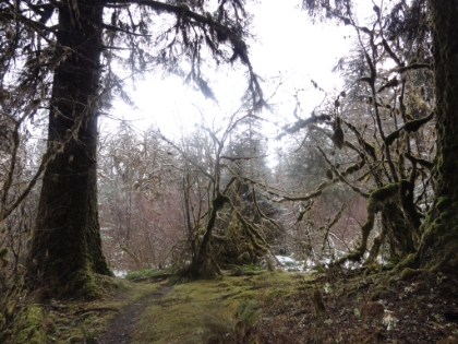 Looks like something out of Lord of the Rings. I found several cool spots on the way back that I hadn't noticed on the way in.
