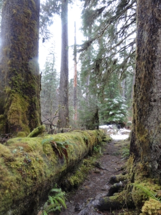 More green tree scenery.