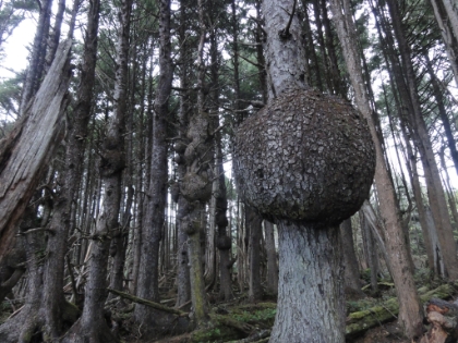 The forest grows almost right down to the water in this area. These are actually tumors that grow on the trees here.