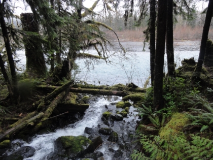 Quinault Rain Forest