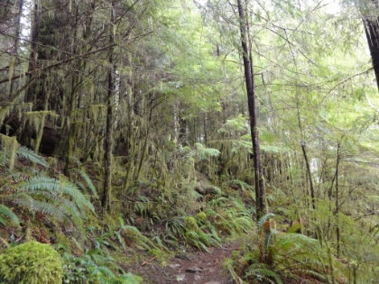 Heading up the trail. It's very similar to the Hoh Rain Forest except with much less traffic and much less maintained.
