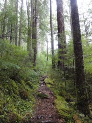 Epic singletrack through the temperate rainforest.