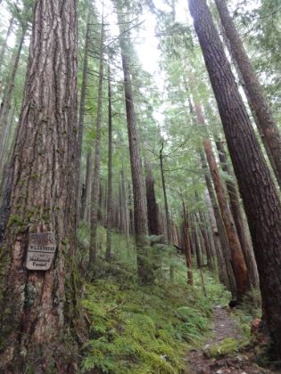 Entering the Colonel Bob Wilderness.