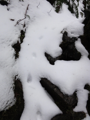 The snow is getting heavier on the trail, and I seem to have picked-up a pawed friend. Earlier on there were boot prints, presumably from the person on the trail the day before. The paw prints started around the same time as the boot prints, so I assumed they were accompanying the hiker. But after a while, the boot tracks stopped, and the paws kept going. Must be either a coyote or a fox.