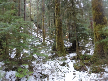 At this point, the trail is starting to dissapear, but the paw prints that I've been following keep on going. Even when there's no perceptible trail at all, the prints seem to follow it perfectly, always leading me back to visible trail. Since I have no particular destination for the day, I'm having fun just following the tracks.