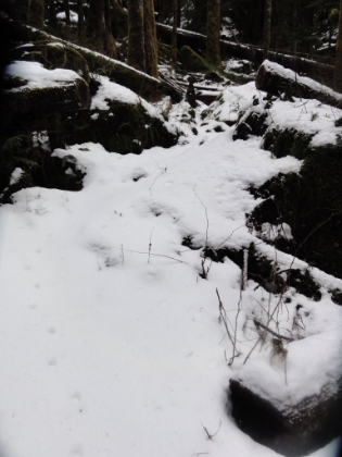 And the tracks continue, even through areas of treefall, heavy snow, and across creeks. The only explanation I can think of is that the fox is so used to following the trail when it's dry, that it can instinctively follow it even when it's covered.