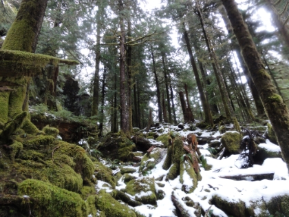 Climbing up through the snowy rainforest.
