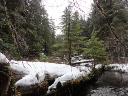 A beautiful creek, fairly wide, and flowing fast. With no apparent easy way across.