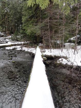 It's hard to see in the picture, but sure enough the damn paw prints go straight across the log. That fox hasn't led me astray this whole time, so I decide to take the chance. But the temperature is in the low 30s, and I don't like the idea of falling into the freezing cold creek.
