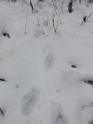 In the meadowy area on the other side, now at higher elevation, the snow is getting deep. I'm post-holing up to my knees in places.