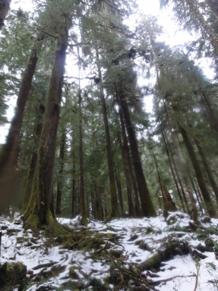 Climbing up out of the meadow area into thinner snow.