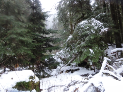 I definitely did not expect to have my only snow trek of the year be in a rainforest, but it was definitely fun! Time to call it a day and head back down.