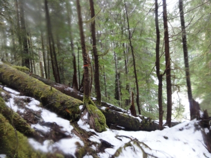 At this point, I have lost even my pawed friend. Little orange tree ties are the only indications of the trail. It's clear the trail at this point is not maintained even when dry.