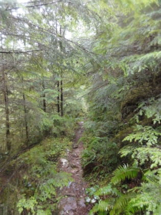 Further dowh the trail, and the snow has reverted to a heavy rain. This trail is so much nicer than the Hoh Rain Forest, and I haven't seen a single human the entire hike!