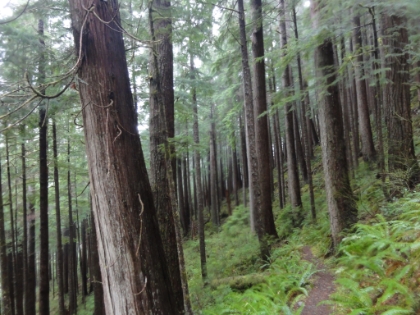 Not sure what type of trees these are, but it's a cool looking grove.