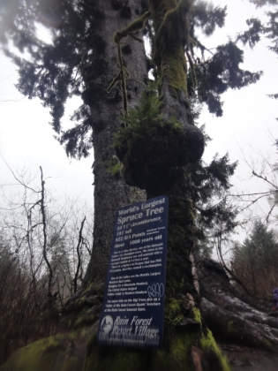Off the trail and time to hit a few tourist spots around the lake before heading back to full civilization. The tallest trees in the world outside of California live around Lake Quinault. Here is the tallest Spruce Tree at 191' tall.