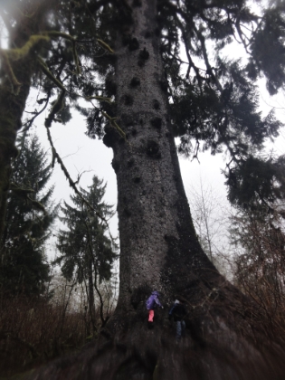 A couple kids give you a good sense of the size of this tree. It is pouring down rain at this point.