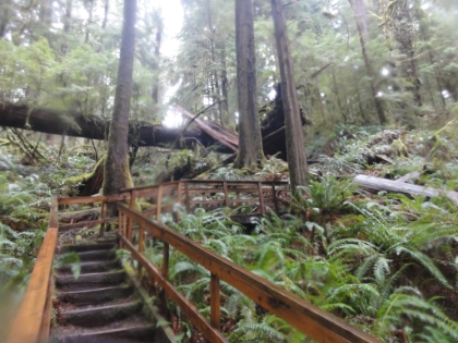Now heading around to the North side of the lake to see the world's tallest Red Cedar tree. A nice (but touristy) path leads up to the tree.