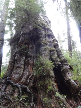 The base of the tree.