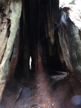 And inside the hollowed-out base. And with that, the end of my adventures at Lake Quinault. I head back to the motel where I attempt to use the room's hair dryer to dry my soggy clothes and shoes. I don't have much luck, and end-up having to stuff my totally saturated and stinky gear into my suitcase. I then make the 3 hour drive back to the airport in a torrential downpour and fly back home. From hiking in heavy snow in a Washington rainforest to sitting in warm Los Angeles a few hours later, very surreal!