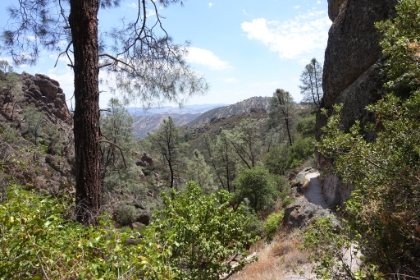 Getting into some nice pines.