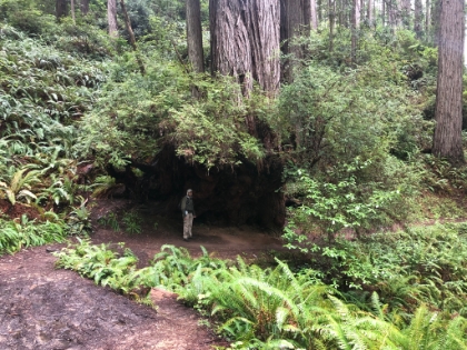 The trail actually goes under the root system of a tree here. Seems a little precarious.