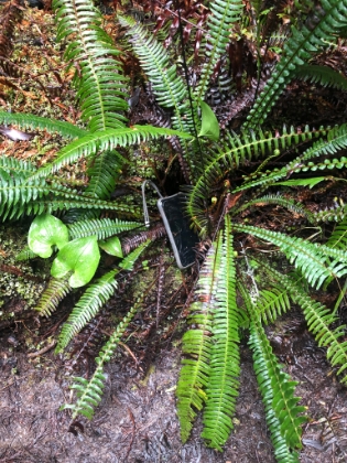 After backtracking for a while then returning to the spot I realized it was missing, I miraculously found it laying off the trail in the ferns. The odds of me, or anywhere else, finding it there were slim to none. I got sooo lucky!