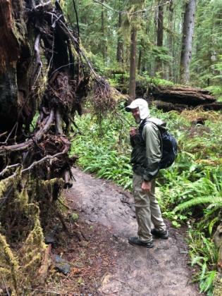 Me recreating where a tree snagged my backpack and flung the phone out into the ferns. After the adrenaline rush of losing and then finding the phone, it's time to carry on.