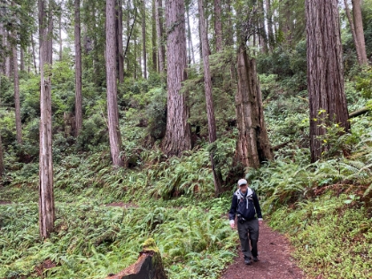 Amazing greenery again today with ferns everywhere.