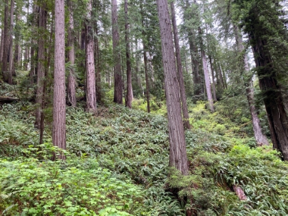 Entire hillsides covered in fern forest.