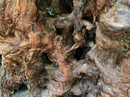 The gnarled wood of a Redwood root.