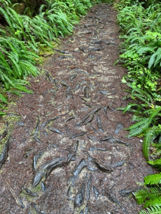 Coastal Redwood roots are not deep but spread wide. Here they create an interesting pattern on the trail.