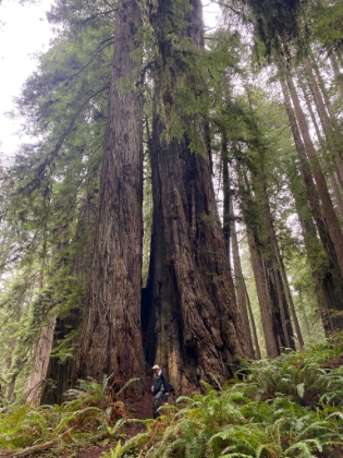 Again dwarfed by some big trees.