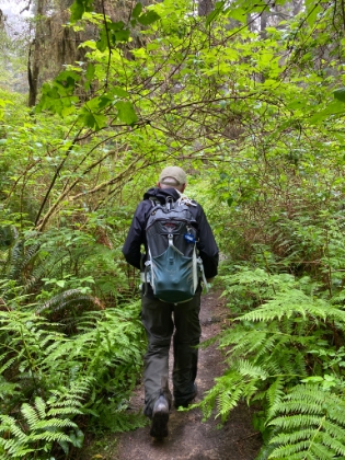 The foliage starts getting tight in places as we approach Fern Canyon.