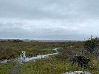 The Pacific Ocean. So bizarre to walk out of a Redwood rain forest onto a beach!