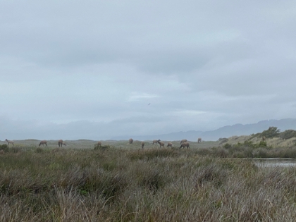 There was a herd of Elk grazing right on the sand.