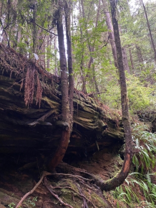 It's amazing how young trees and other plants grow on, under, and all around the fallen Redwoods.