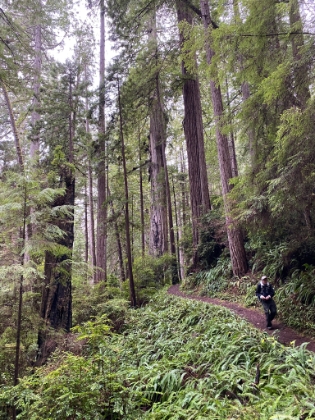 I hope the drought never gets to the point that it affects the vibrant green up here!