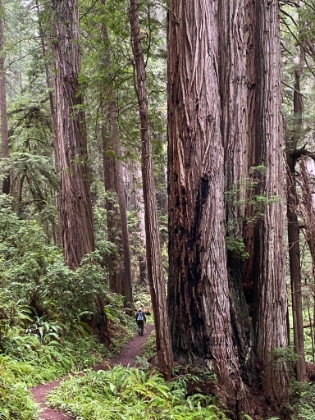 I would almost consider moving to have closer access to trails like these.