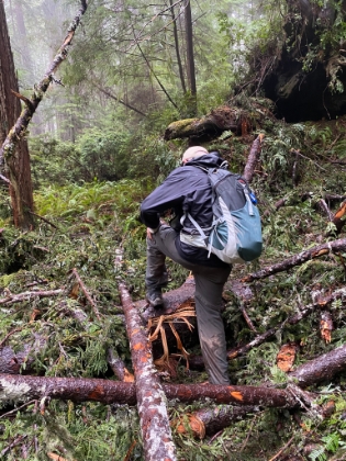 A little bit of tree fall to navigate.