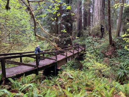 Almost back to the trailhead now, just before dark. Perfect timing. I'm definitely sad to be leaving the Redwoods. A return trip is an absolute must!!