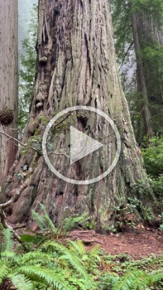 A vertical video is one way to do it.